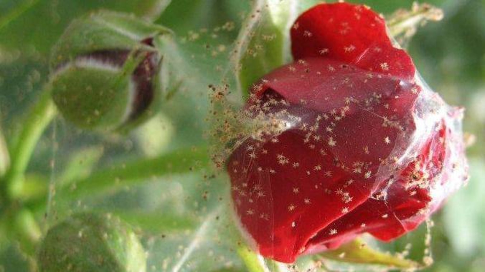 Паутинный клещ на розе, бороться с ним при помощи действенных средств, как спасти растение от паутины