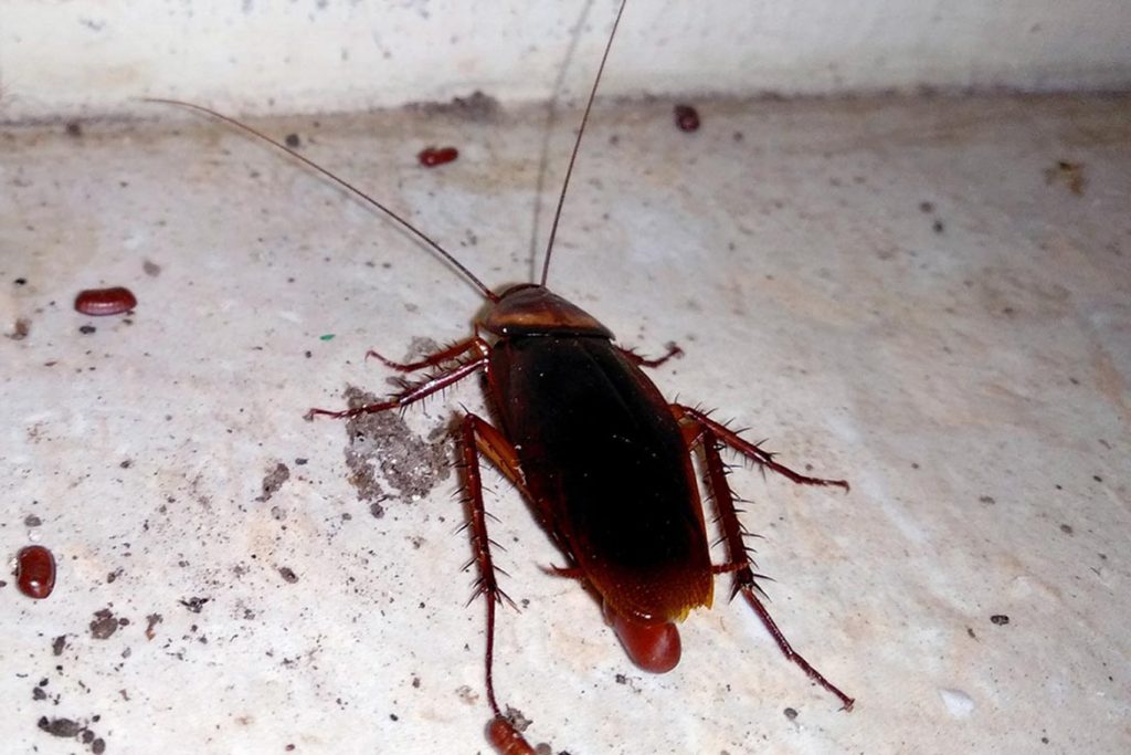 Что делать, если появились тараканы в квартире и откуда они берутся: причины появления и способы уничтожения