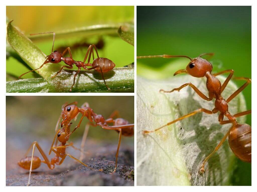 Сколько ножек у муравья: строение лапок у насекомого, основные и вспомогательные функции лап