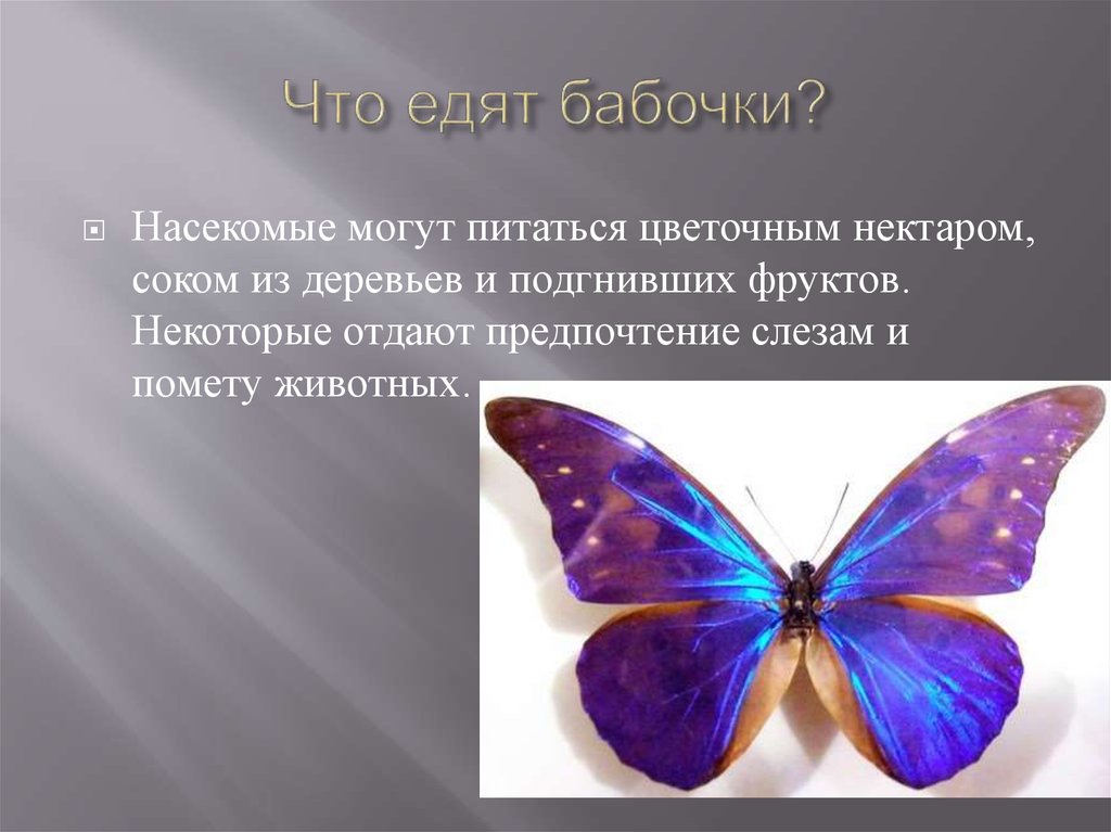 Описание внешнего вида, питание и размножение бабочки павлиний глаз