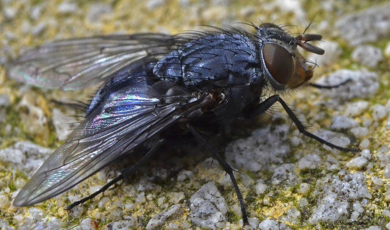 Виды мух: фото, названия и описание