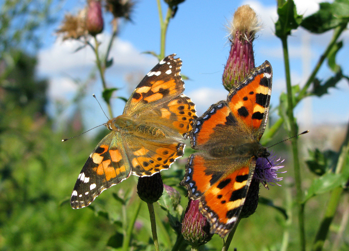 ​50 самых интересных фактов о бабочках — общенет
