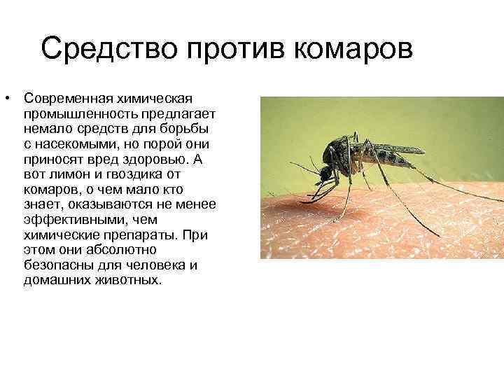 Комар обыкновенный