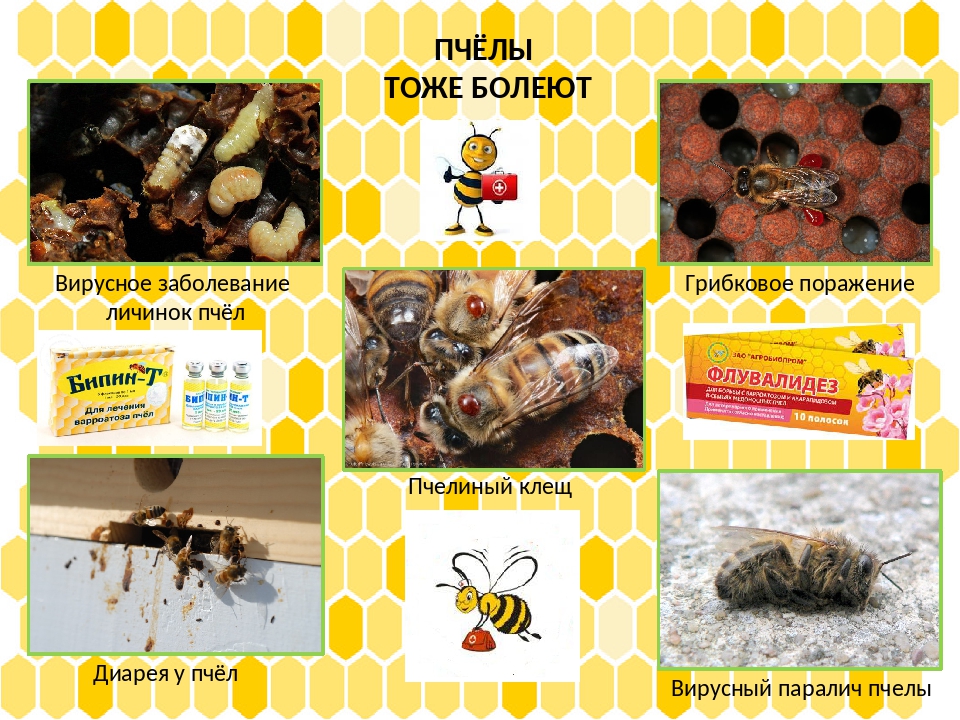 Среднерусская пчела: характеристика и описание породы