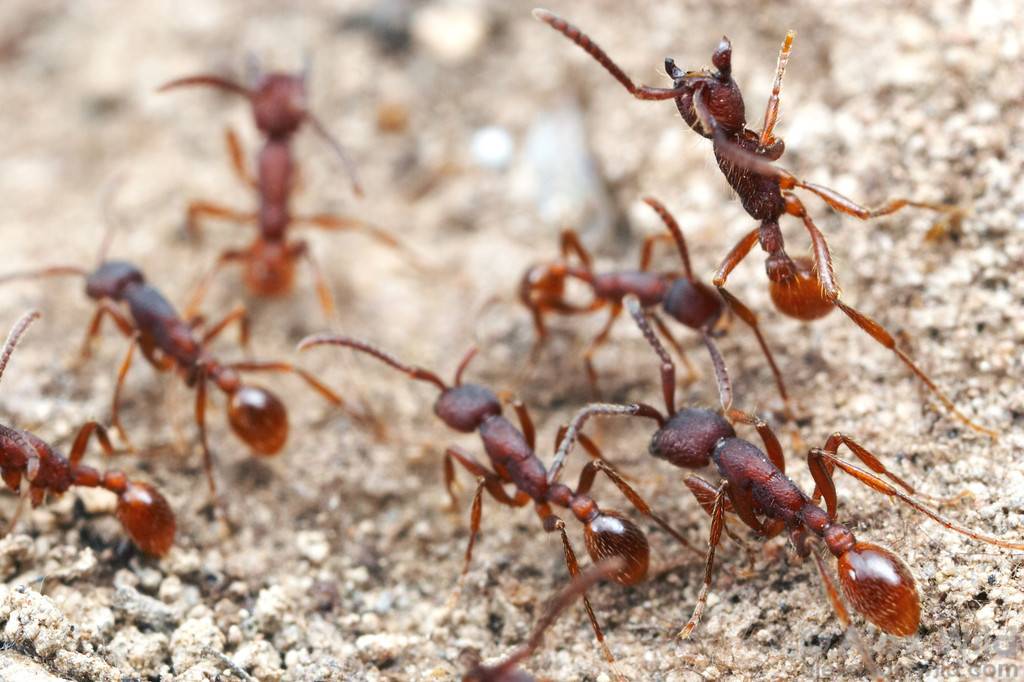 Самый ядовитый муравей в мире. самые опасные муравьи в мире. укусы и психологический дискомфорт