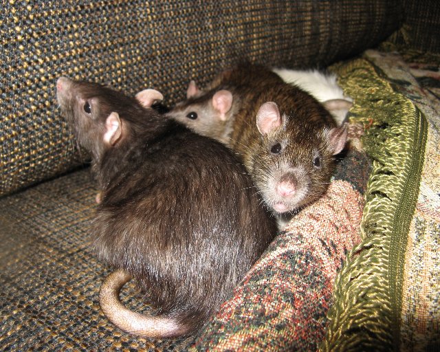 Сколько живут крысы, продолжительность их жизни