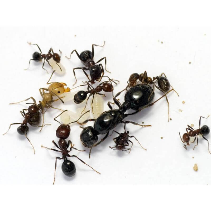 Messor structor (степные муравьи-жнецы): содержание и уход в домашних условиях
