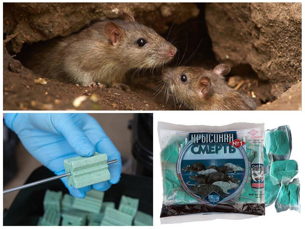 Эффективная отрава для мышей: виды и особенности применения, отзывы