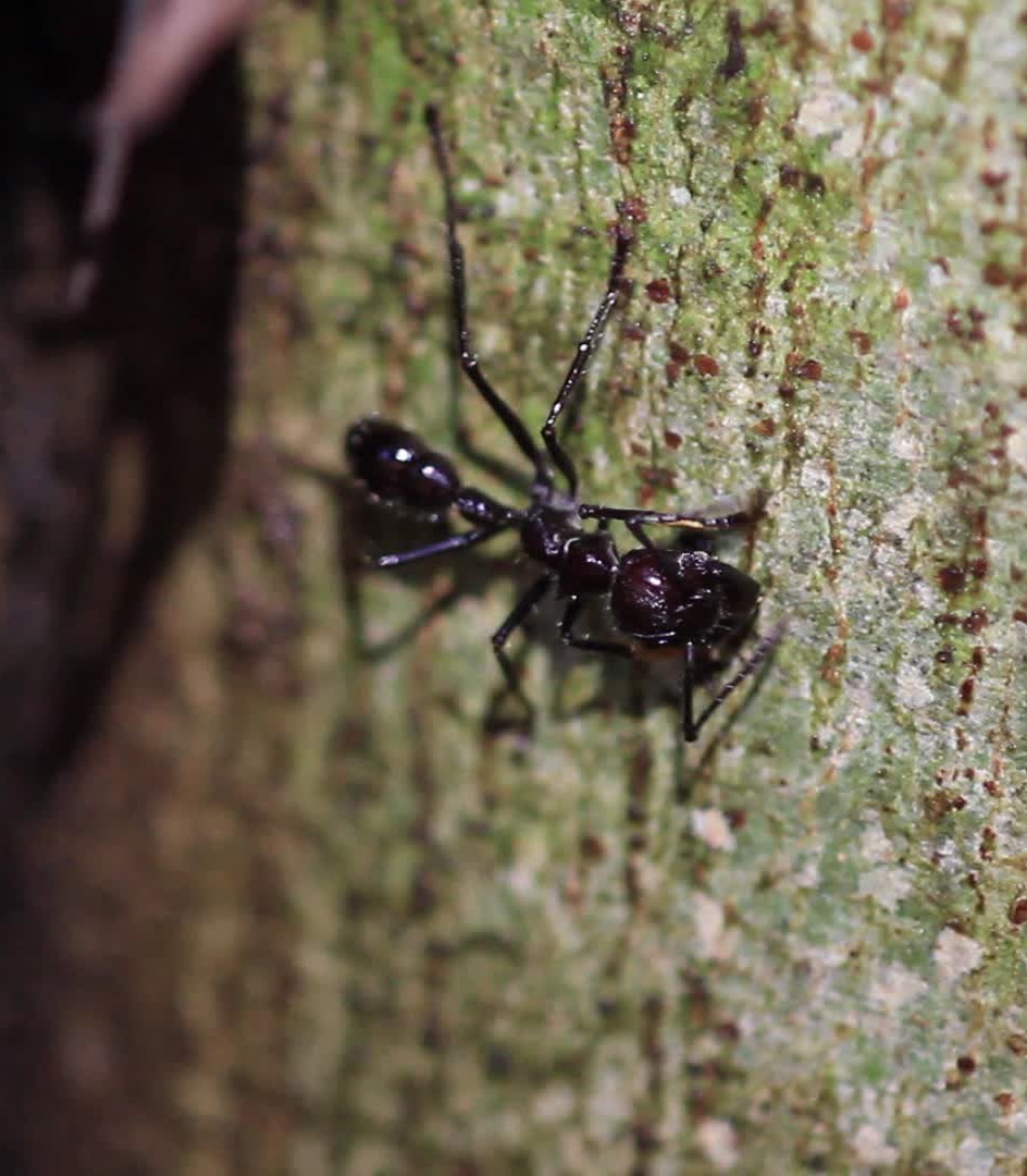 Самые невероятные виды муравьев в россии и в мире.