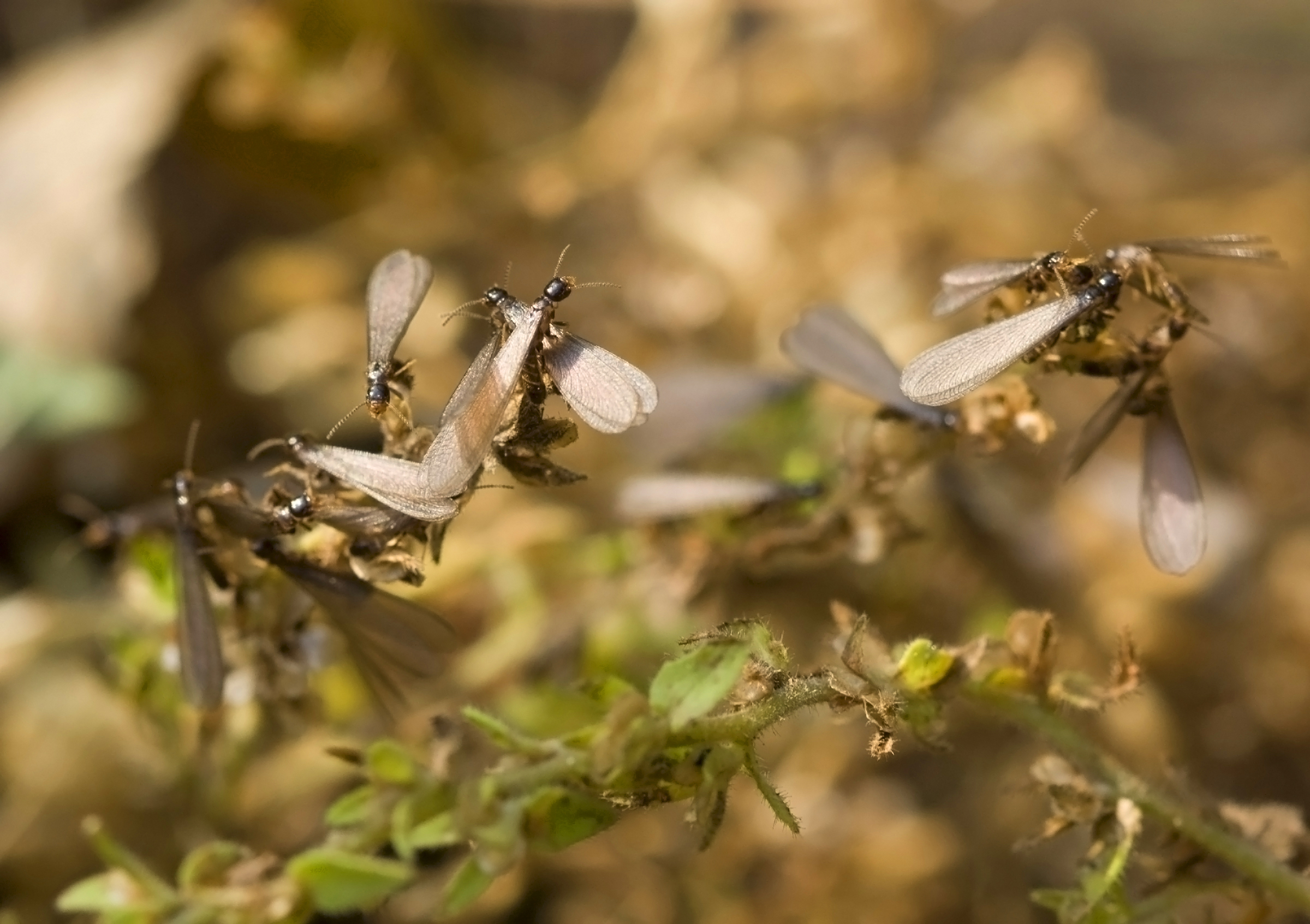 Сонник муравьи бегают по телу. к чему снится муравьи бегают по телу видеть во сне - сонник дома солнца