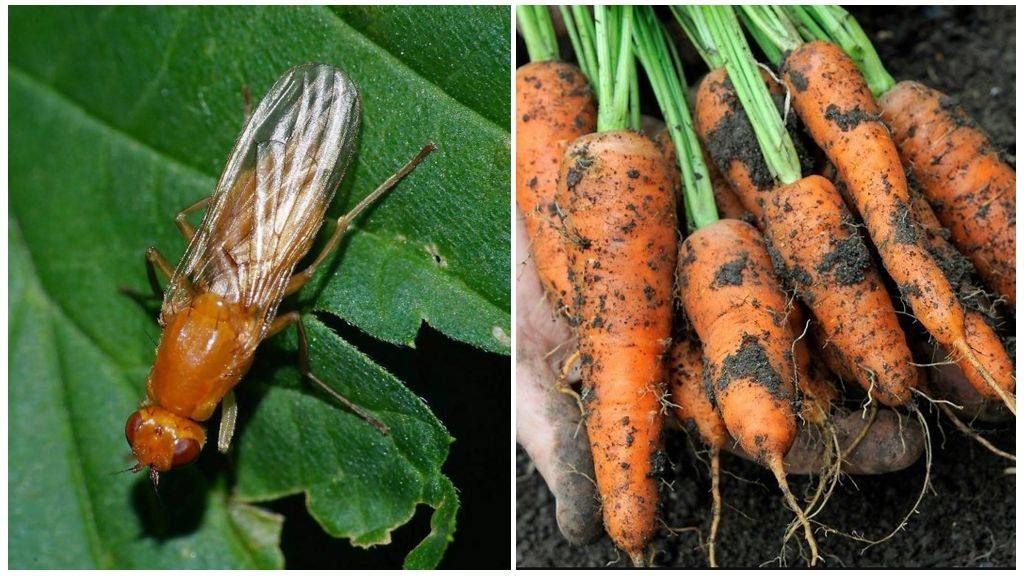 Средства от морковной мухи на огороде