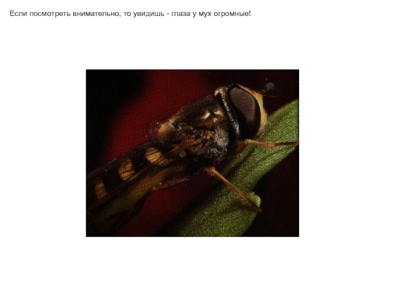 Рейтинг самых больших мух в мире: hippobosca equina, ктырь, бульдожья, gauromydas heros и бычий слепень
