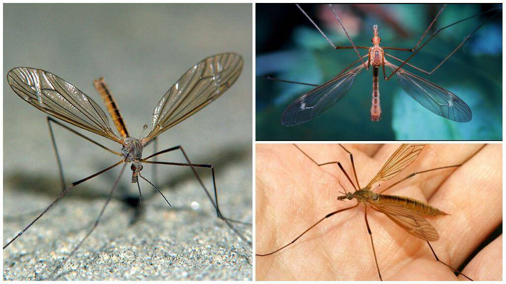 Питание комаров: что едят самки, самцы и личинки