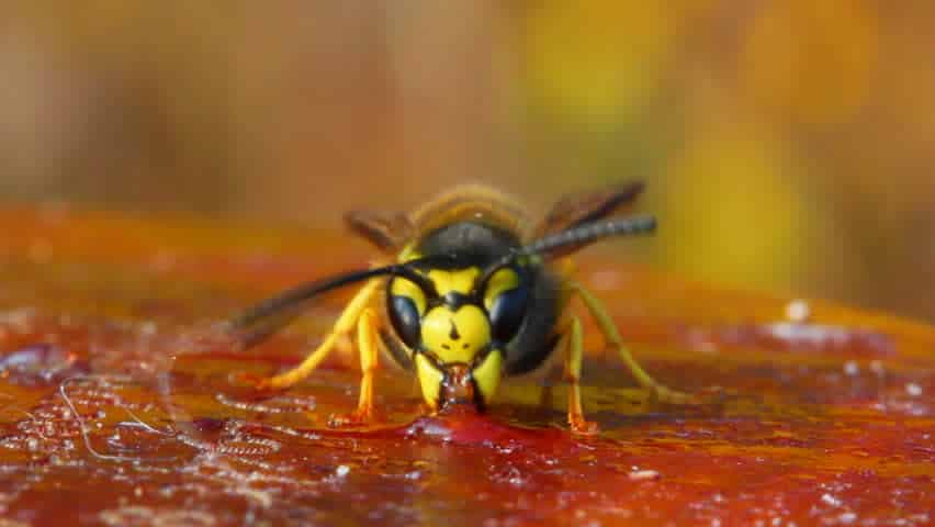 Делают ли осы и шмели мед и каковы его полезные свойства