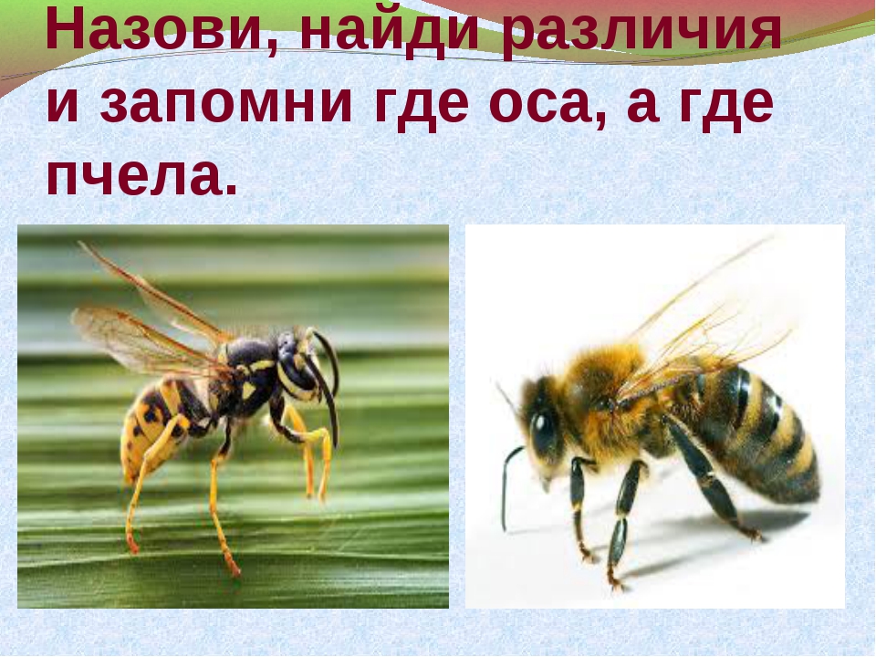 Чем отличается оса от пчелы и шершня