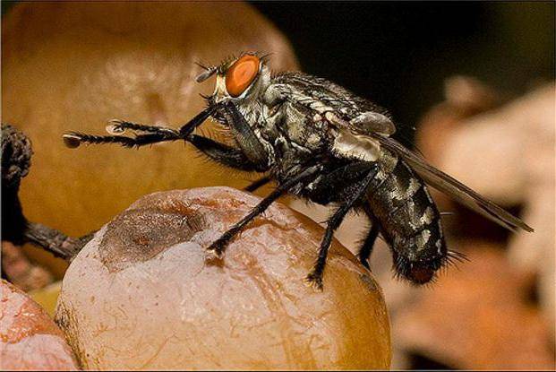 Почему мухи лапки моют. для чего мухи потирают лапками? среднее время прочтения: