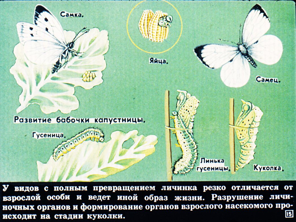 Бабочка-капустница: фото и описание, среда обитания и питание :: syl.ru
