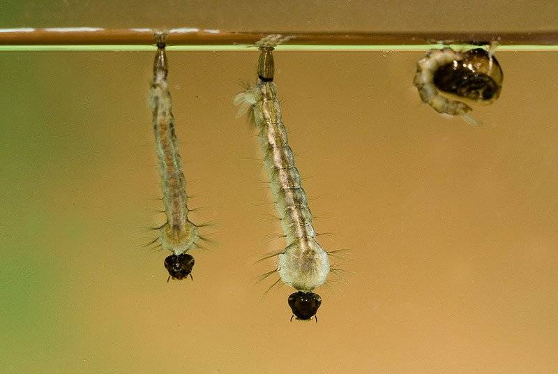 Комар-пискун – навязчивое насекомое, мешающее спать по ночам