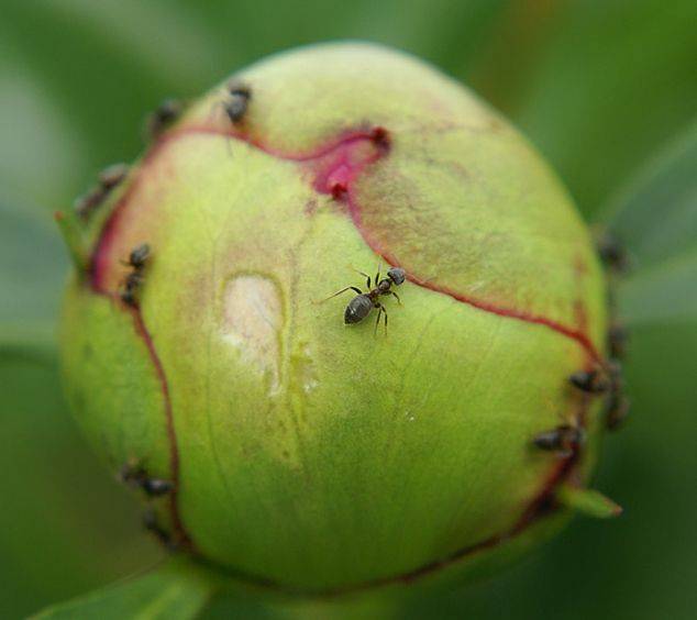 Как избавиться от муравьев на пионах: народные средства и химия - etocvetochki.com
