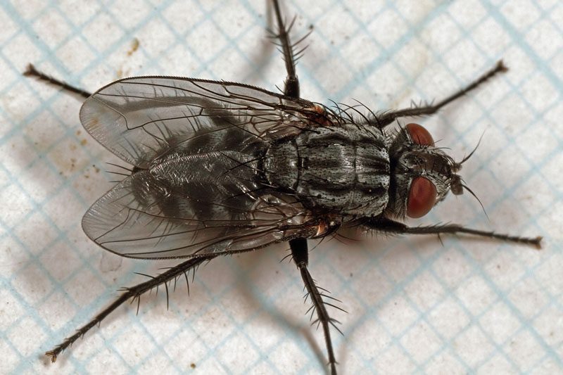 Кусаются ли мухи и почему именно в конце лата — в августе