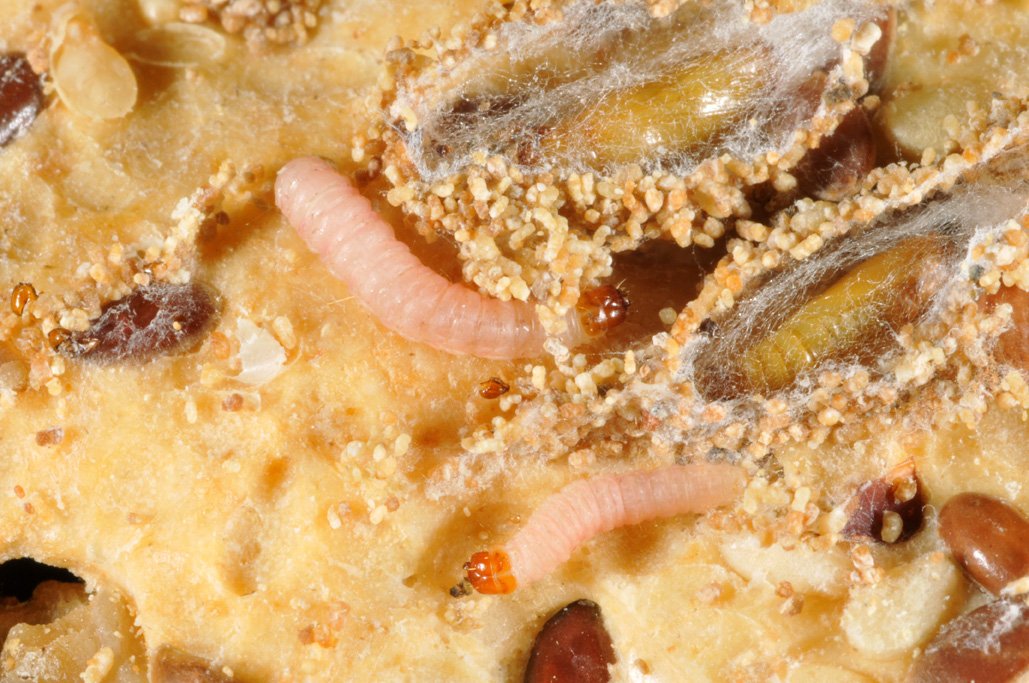 Личинки моли - как выглядят, особенности питания