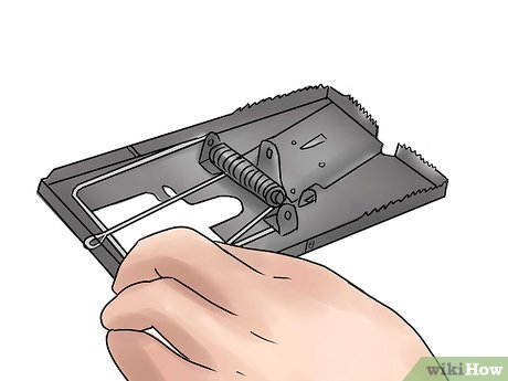 Как пользоваться мышеловкой, как её снарядить и установить?