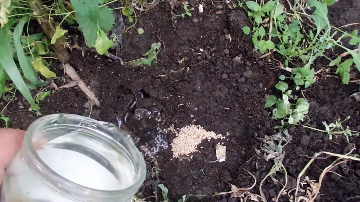 Как избавиться от муравьев в огороде раз и навсегда: средства