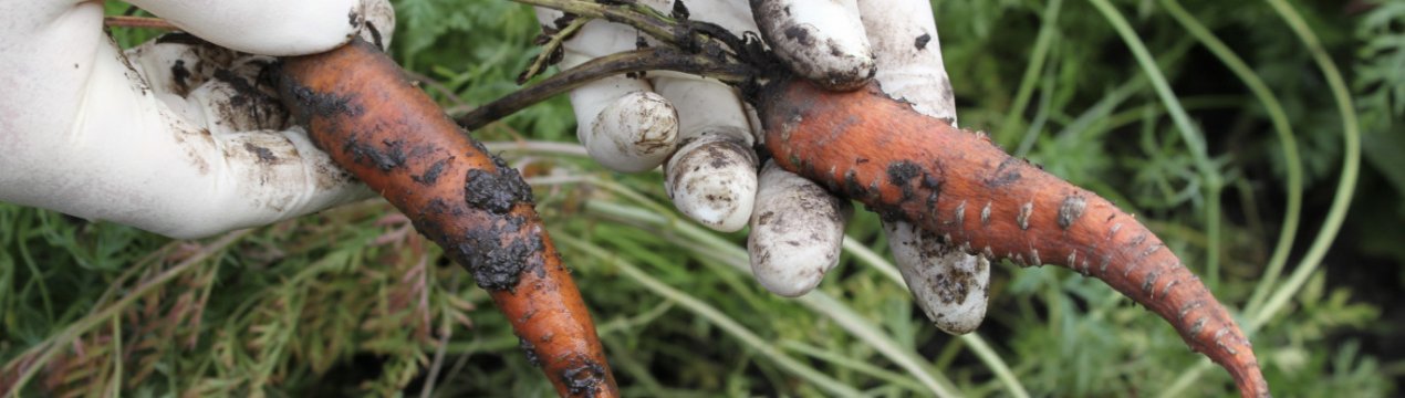 Чем обработать морковь от вредителей