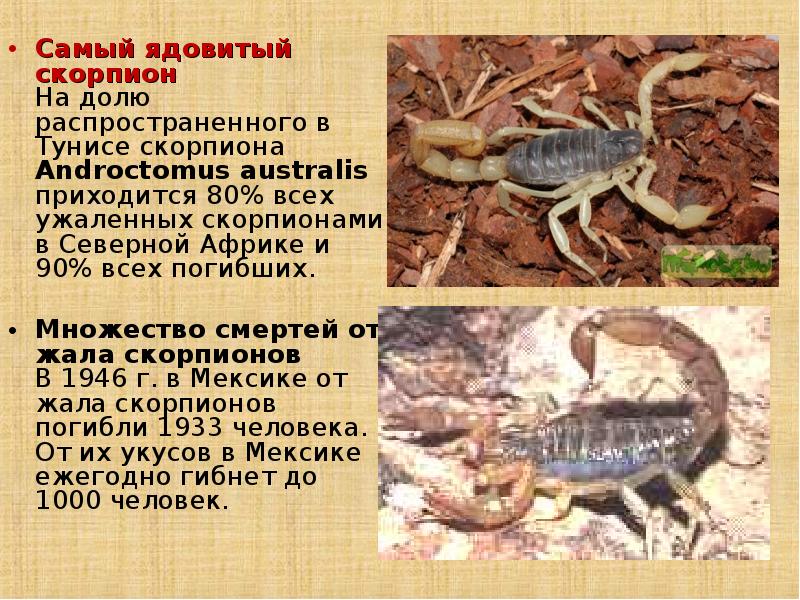Скорпионница муха насекомое. описание, особенности, образ жизни и среда обитания скорпионницы