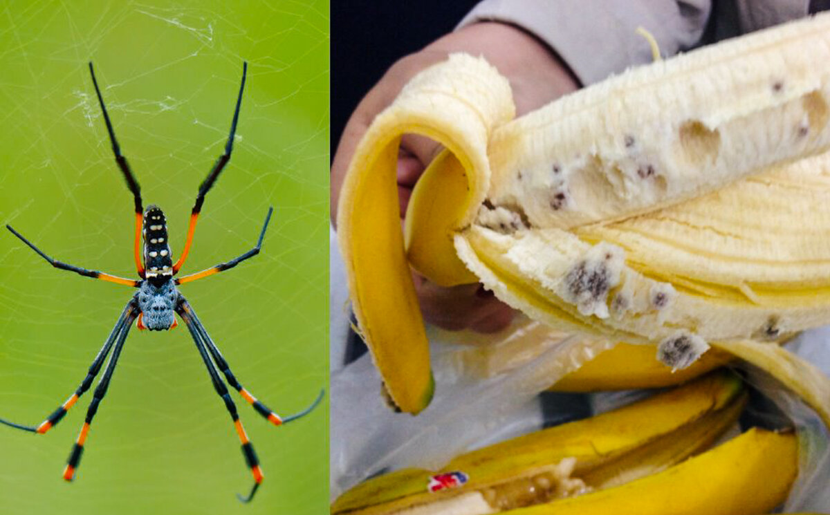 Бразильский странствующий паук: фото и описание бродячего