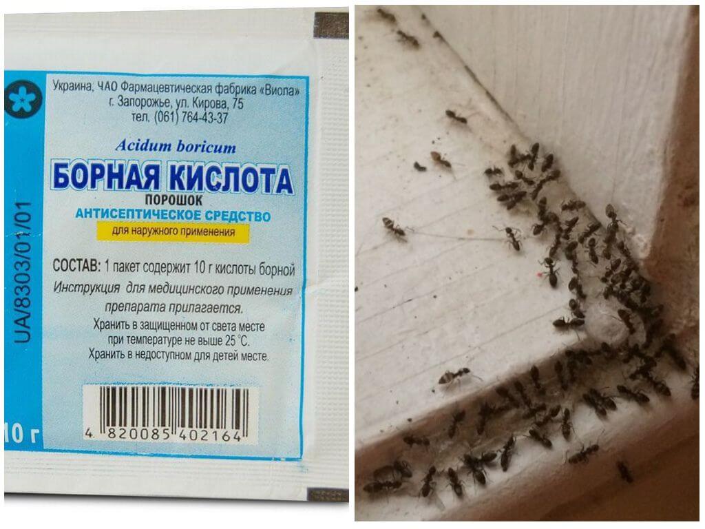 Борная кислота от муравьев в квартире: рецепт, как избавится, эффективность