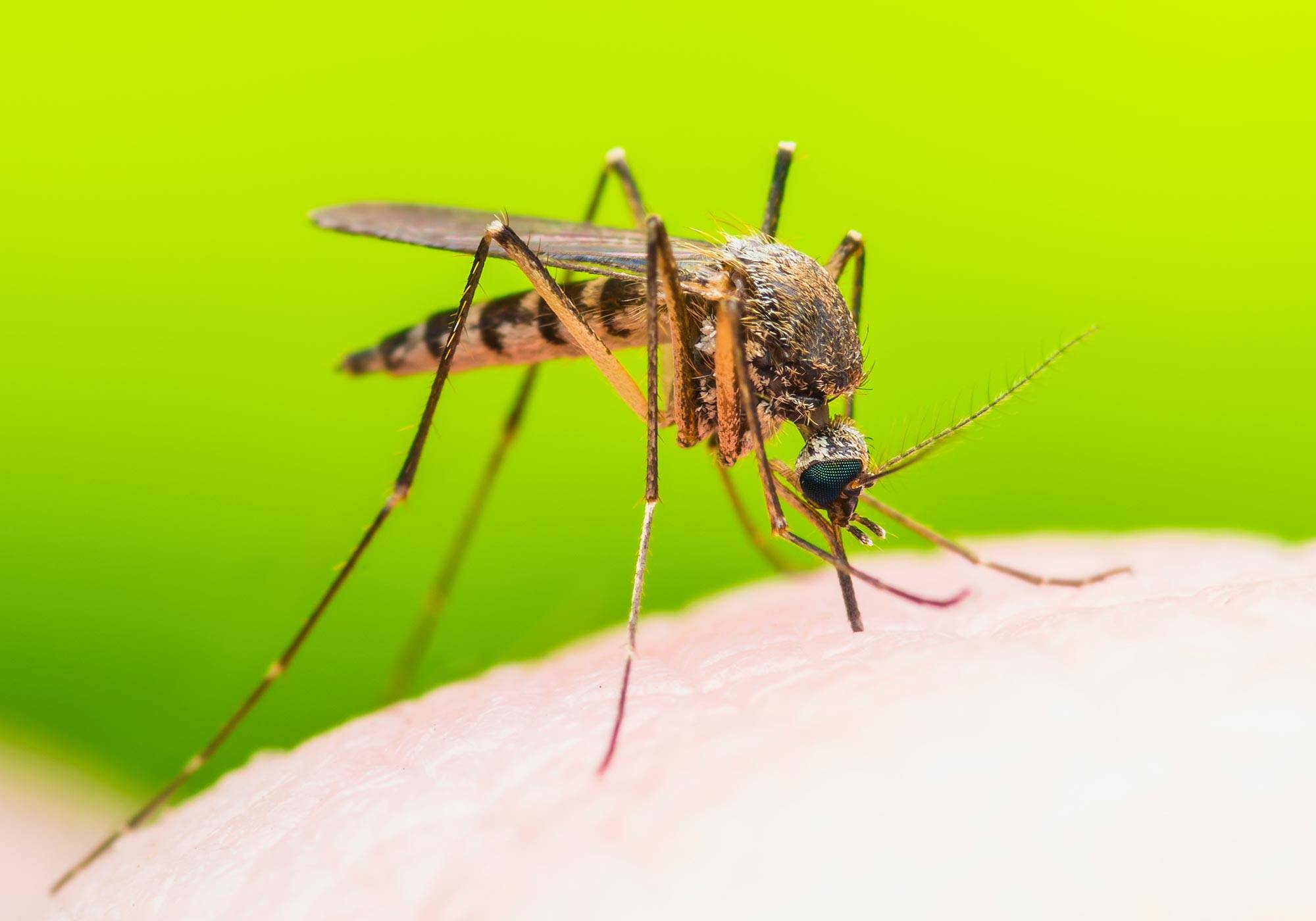 Отличия комаров от москитов - мы здоровы!