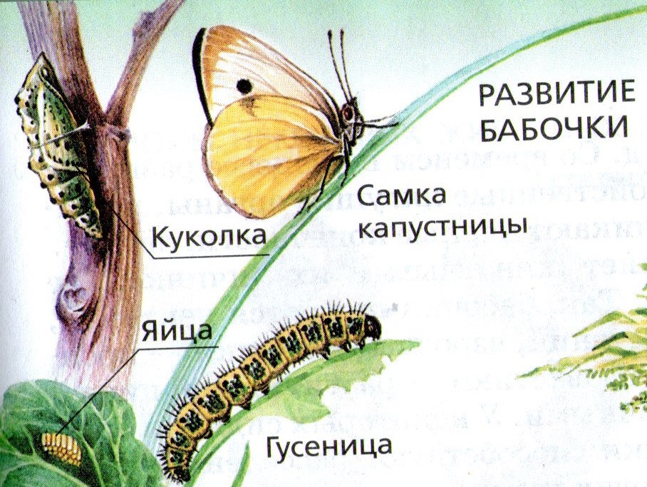 Где живут бабочки: фото, описание, жизненный цикл и питание :: syl.ru