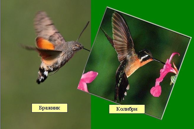 Крупное насекомое, похожее на колибри: описание и фото