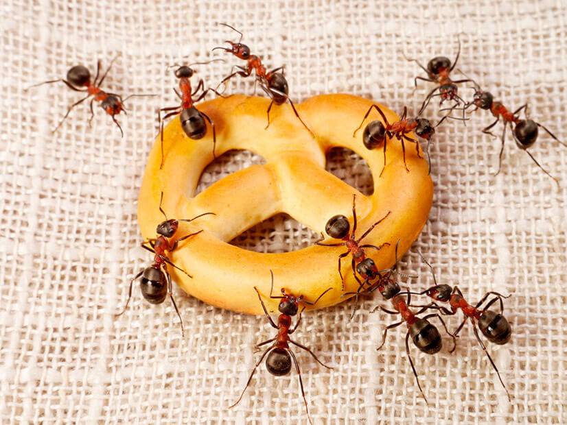 Рыжие (огенные, красные) муравьи в квартире или в огороде: как от них избавиться, какой вред наносят, окуда берутся