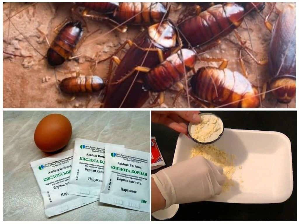 Борная кислота от муравьев и тараканов - четыре базовых рецепта