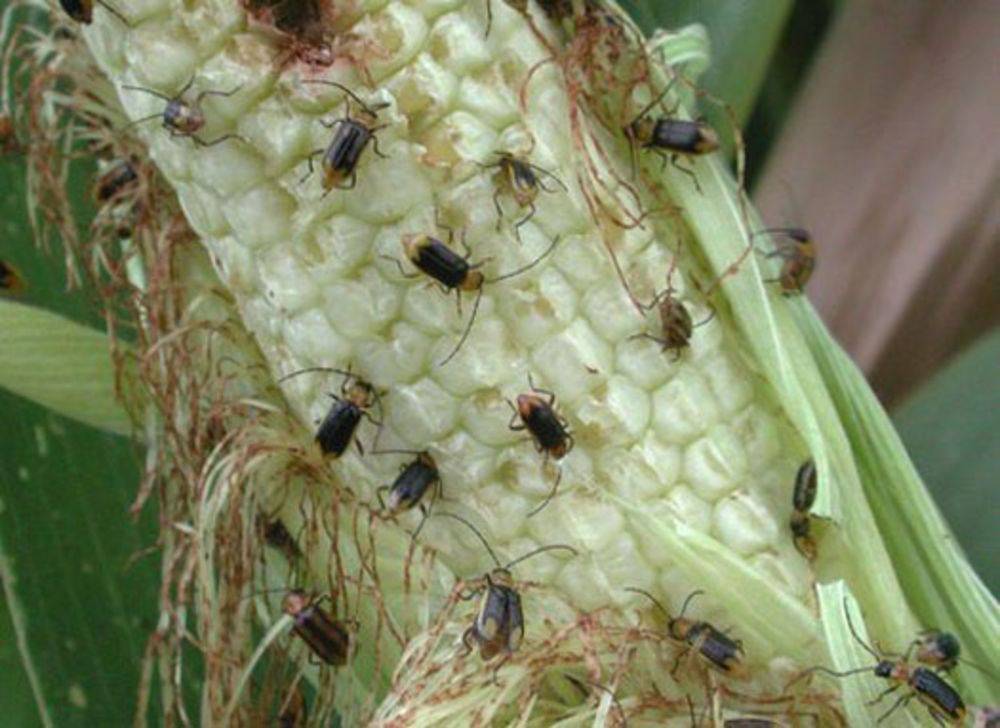 Кукурузный мотылек – опасный вредитель на поле и в огороде
