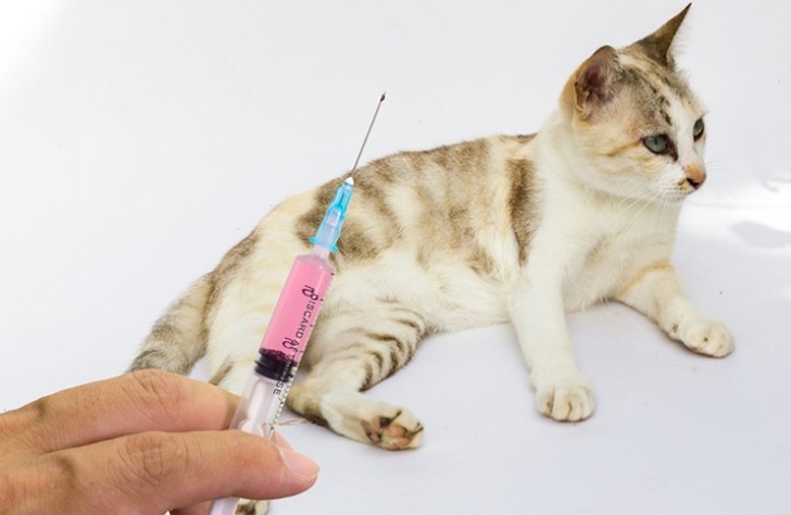 Вакцинация кошек, собак и кроликов как профилактика заболеваний