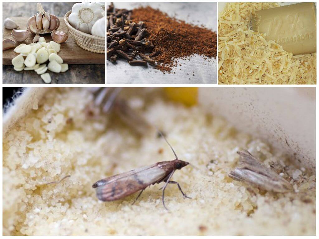 12 народных средств от моли: как навсегда избавиться от насекомых в квартире и огороде