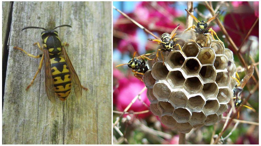 О матке осы: как выглядит и живет королева ос, размеры королевской особи