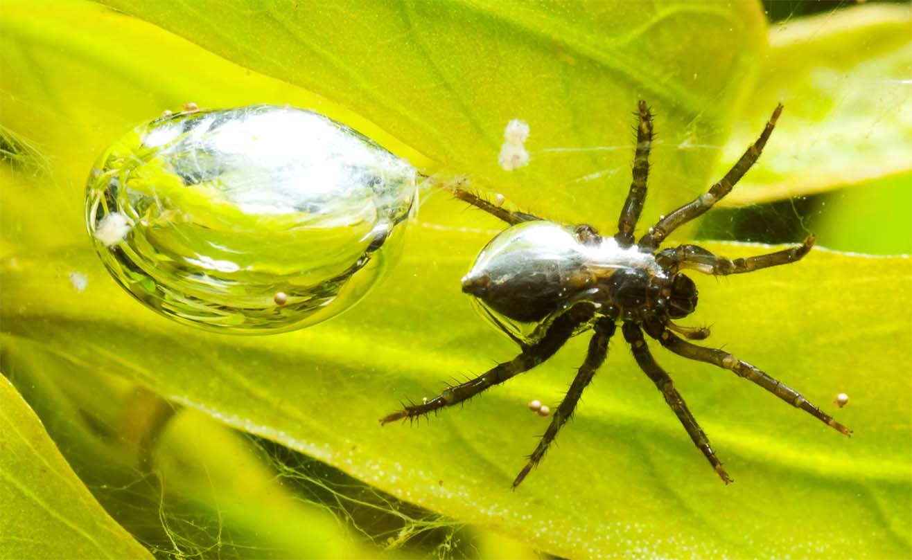 Как выглядит водяной паук и опасен ли для человека — интересные факты о серебрянке, разновидности