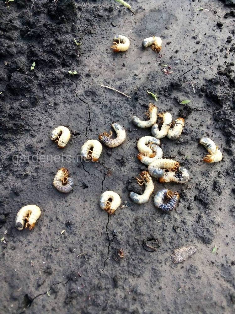 Как избавиться от личинок майского жука в огороде навсегда