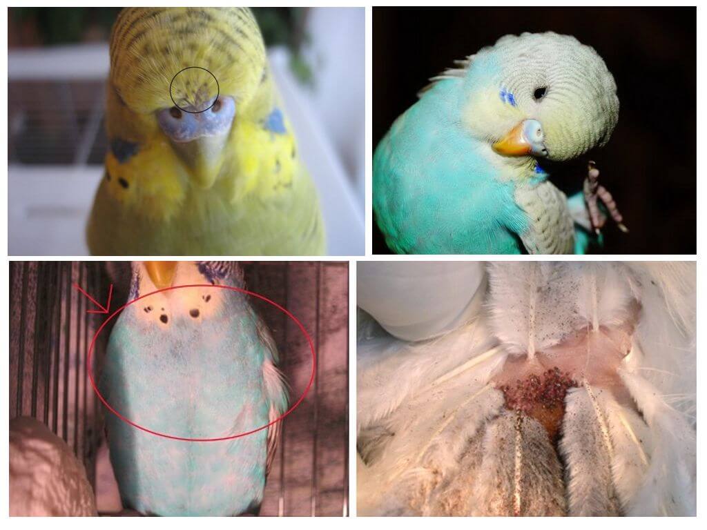 Клещ у попугая: причины появления, симптомы и что делать | все о паразитах