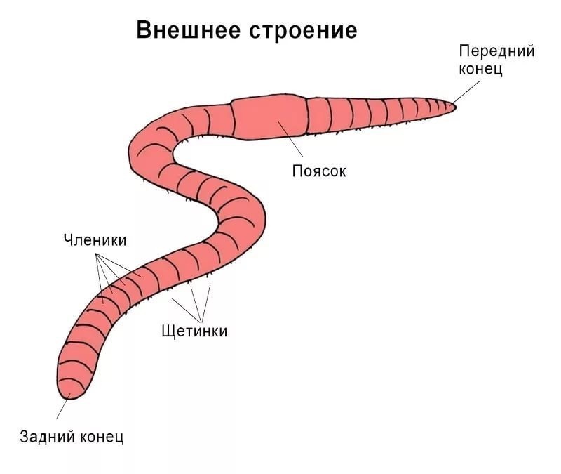 Кольчатые черви: системы органов, регенерация и значение в природе