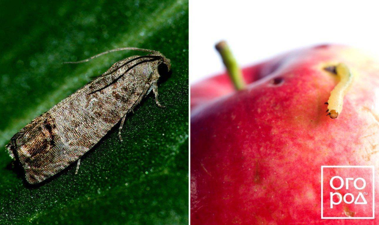 Плодожорка на яблоне: методы борьбы с гусеницами