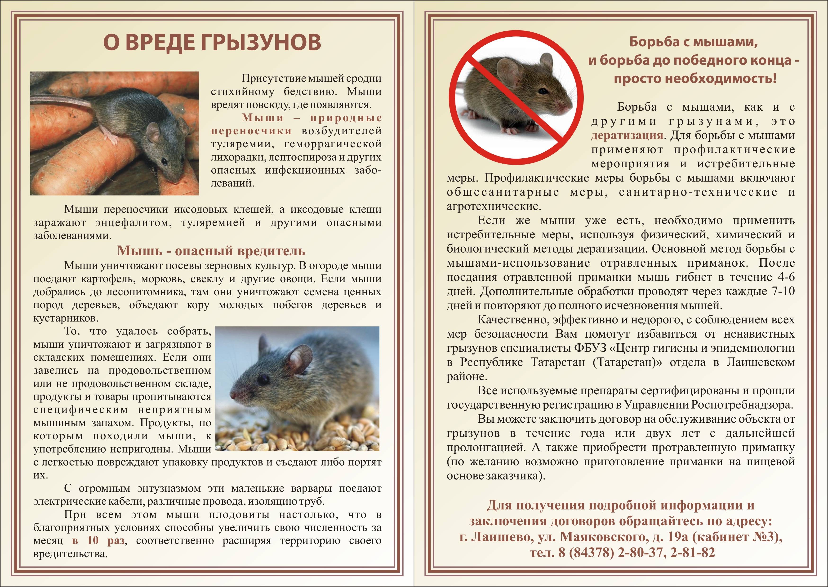 Какие болезни переносят крысы, какие инфекции может подхватить человек?