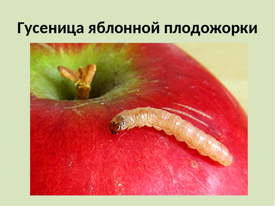 Плодожорка на яблоне: топ методы борьбы, чем обработать?