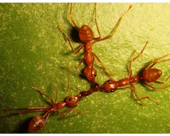 Очень мелкие муравьи в квартире - методы борьбы