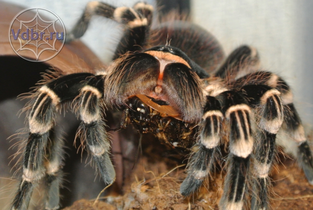 Что едят пауки - рацион диких и домашних пауков