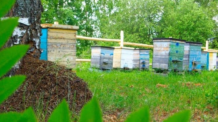 Как избавиться от муравьев на пасеке в улье с пчелами